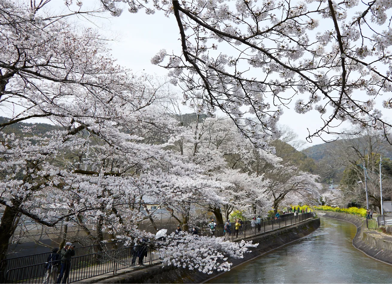山科疏水 桜