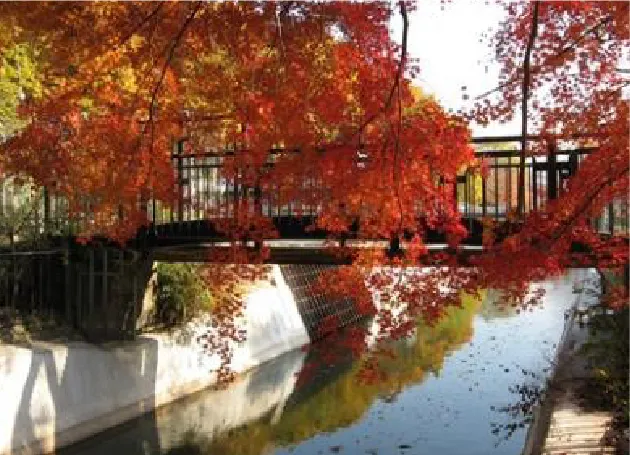 山科疏水 紅葉