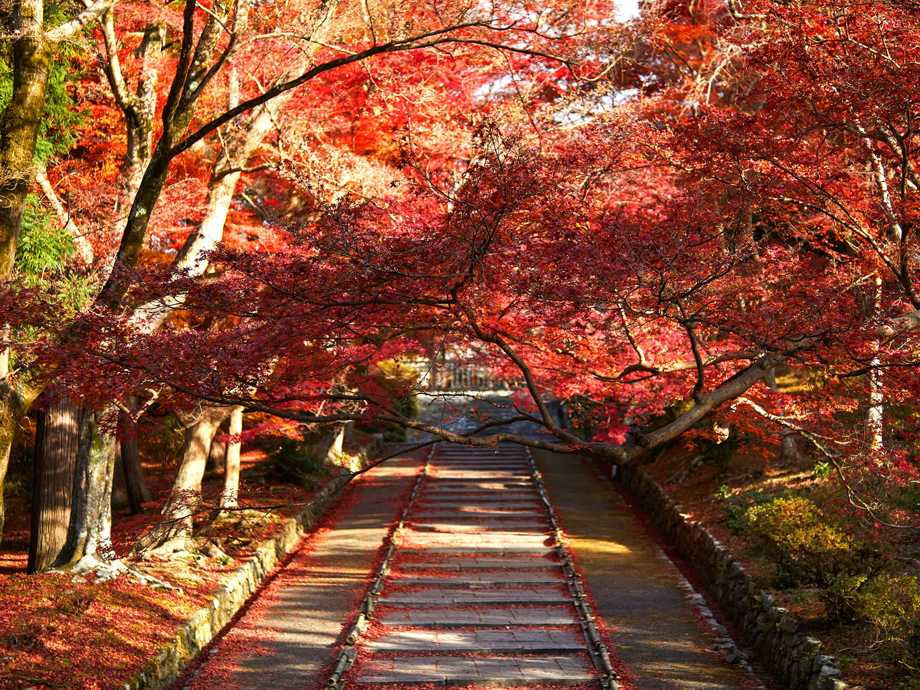 街の紅葉の風景