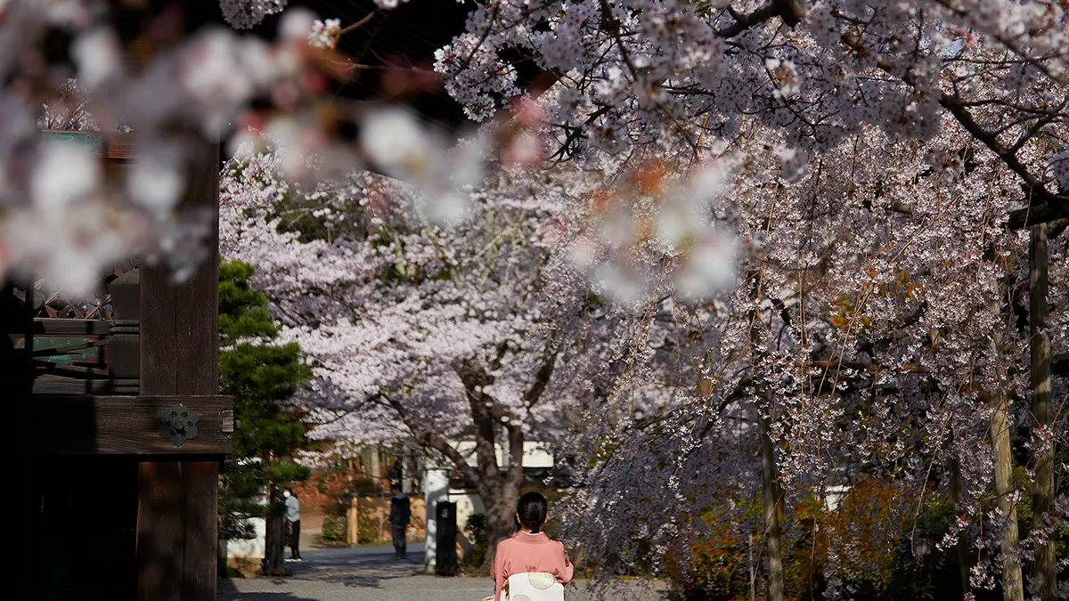 桜風景イメージ