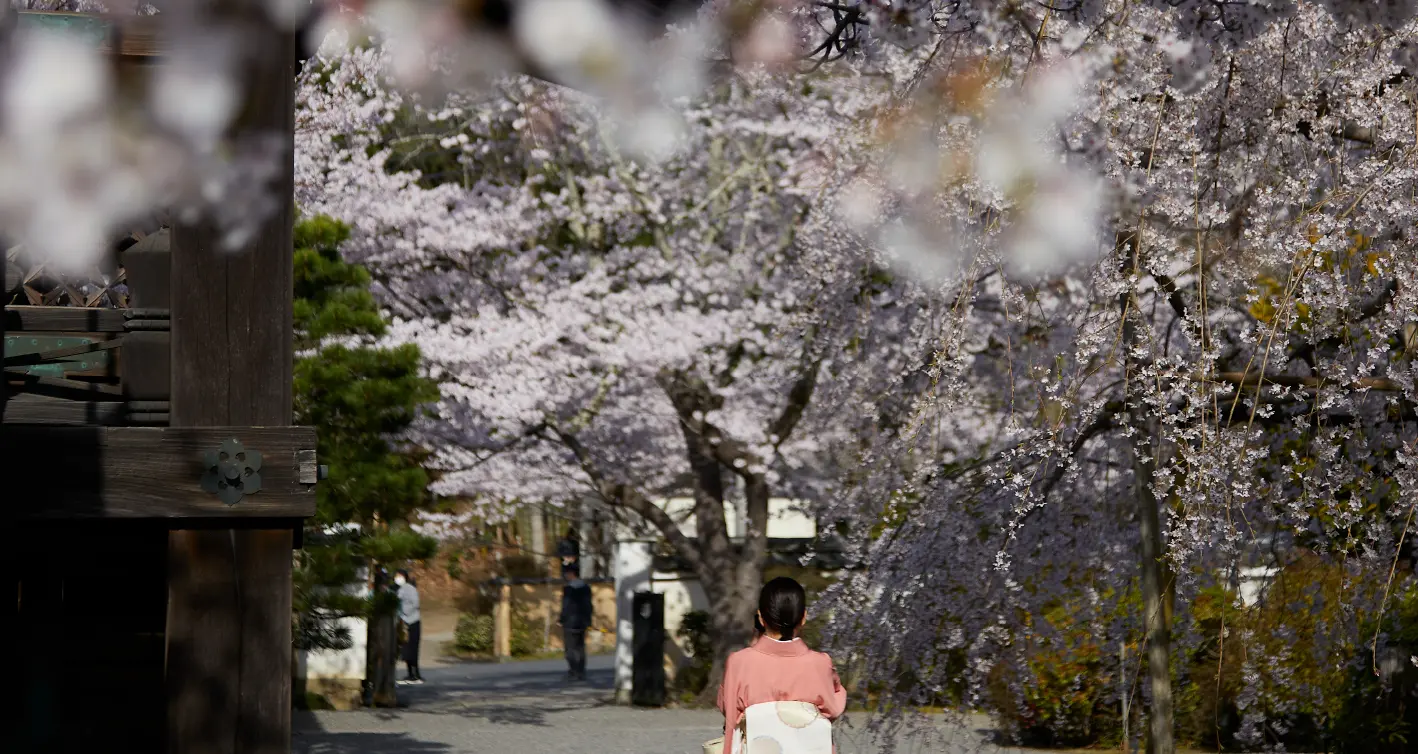 桜並木