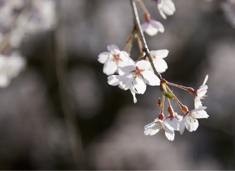 桜の枝