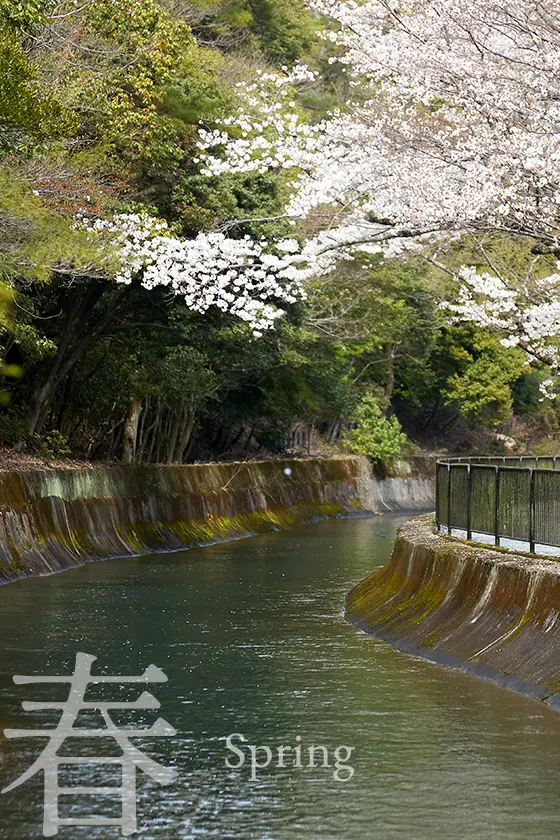 春の現地周辺画像