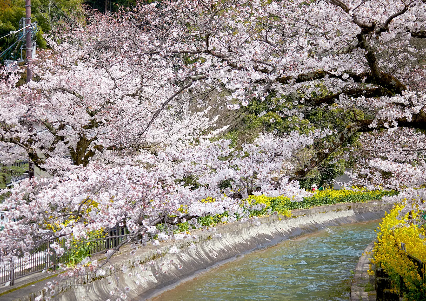 春の風景画像1