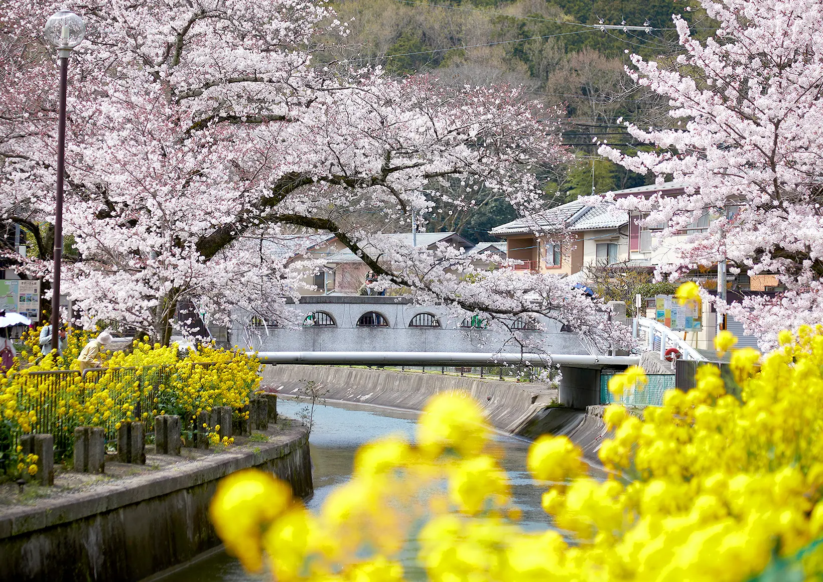 春の風景画像2