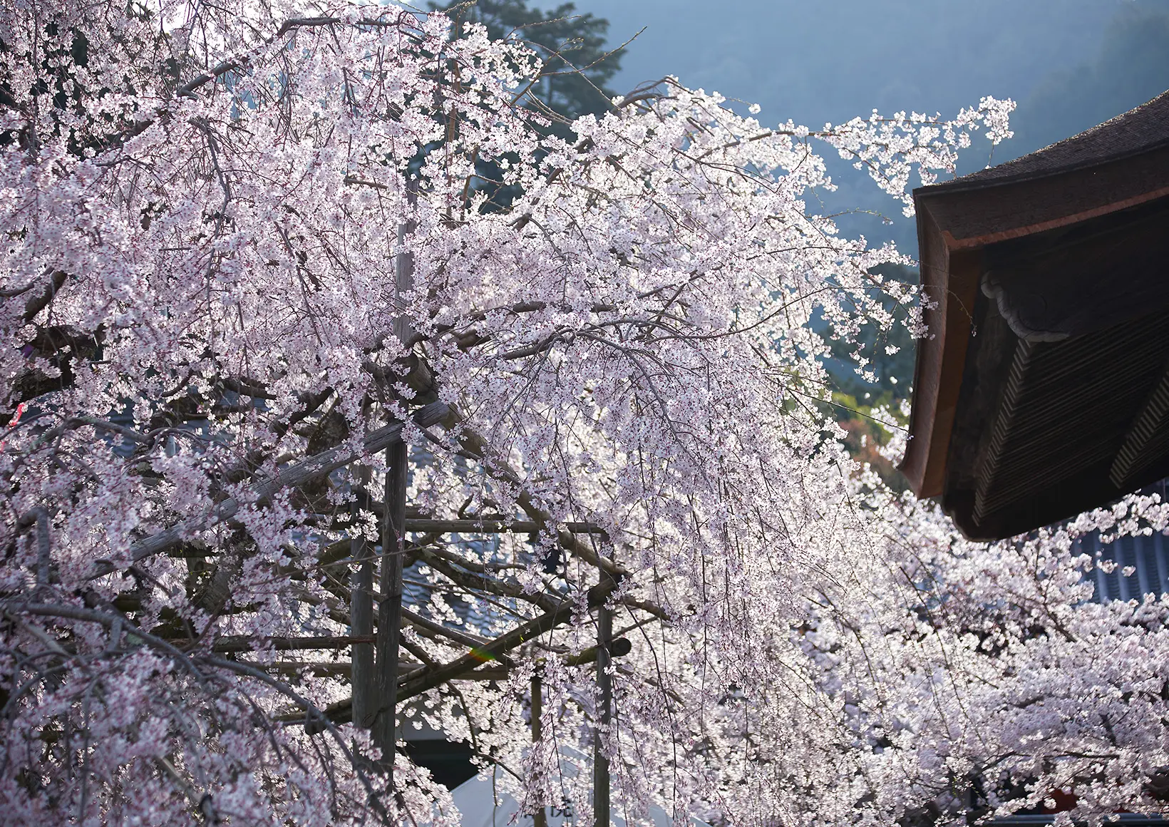 春の風景画像3