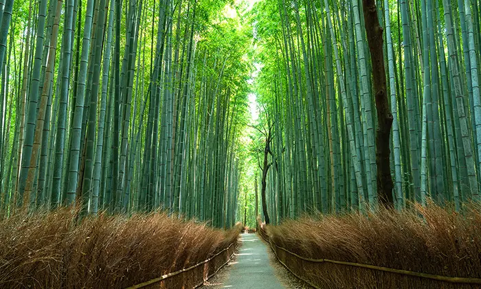 北嵯峨・嵯峨野特別修景地域