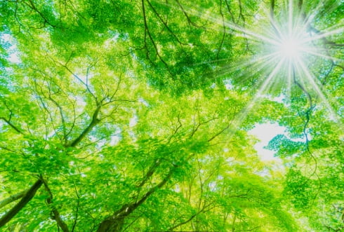 環境に優しい森のイメージ